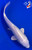 9" "White Rose" Ogon Koi #J1283(X26)