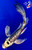 7.5" Beni Kikokuryu Butterfly Koi #J12819(X27)