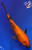 5" Hi Utsuri Koi #J1316(X56)