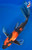 13" Showa Butterfly Koi #K3820(M18)