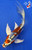 6.5" Beni Kikokuryu Butterfly Koi #J413(P7)
