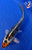 6" "Metallic" Beni Kumonryu Koi #J4110(P8)