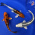 (3) 6-8" "Fab Three" Koi Pond Pack #J4185(J1)