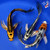 (3) 6-8" "Fairy Fleet" Butterfly Koi Pond Pack #J4186(J1)