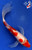 8" Kohaku Butterfly Koi #J41821(X21)