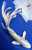 9.5" Magnolia" Platinum Ogon Butterfly Koi #J41818(X21)