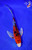 7" Yamato Nishiki Butterfly Koi #L3800(P10)