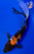 7.5" Showa Butterfly Koi #K542(X1)
