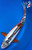 13.5" "Sand Dollar" Shusui Koi #K52160(S1)