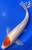 12" Tancho Kohaku Koi #K5219(X19)