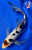 9" Tancho Sanke Butterfly Koi #J51620(P2)