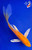 6" Kigoi Butterfly Koi #K52135(X29)