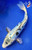 9" Kumonryu Koi  #K52151(X49)