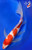 13" Kohaku Butterfly Koi #K4243(S1)