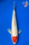 14" Tancho Koi #K71410(S1)