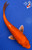 6" Orenji Ogon Koi #J7938(X32)