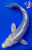 8" Doitsu Platinum Ogon Koi #J7926(X23)