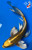 13" "Metallic" Nezu Ogon Butterfly Koi #J797(P3)