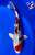9.5" "Rosie" Kujaku Koi #J7145(X13)