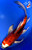 12" Beni Kikokuryu Butterfly Koi #J7147(X14)