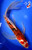 13.5" Gin Rin Goromo Butterfly Koi #J7149(X15)