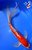 14" Doitsu Sanke Butterfly Koi #J71410(X15)