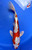 11" Doitsu Yamato Nishiki Koi #J71412(P1)