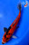 9.5" Showa Koi #J71414(P1)