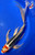 14" Kujaku Butterfly Koi #J71415(P1)