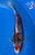 12" Goshiki Koi #J7247(P1)
