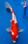 8.5" Doitsu Kohaku Koi #J7249(X36)