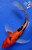 8.5" Beni Kumonryu Butterfly Koi #J72550(X40)