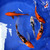 (5) 6-8" Gosanke Koi Pond Pack #J72546(X41)