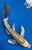 9.5" "Gold Dust" Matsuba Butterfly Koi #J72538(X42)
