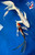 (2) 10-12"  Butterfly Koi Pair #J72537(X47)
