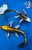 (2) 10-11" Matsuba Butterfly Koi Pair #J72536(X47)