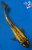 11" Midorigoi Koi #J72533(X45)
