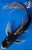 11" Matsukawabake Butterfly Koi #J72529(X45)