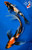 (2) 11-13" Showa Koi Pair #J72517(X19)