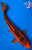13.5" Aka Shusui Koi #J72514(P4)