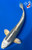 13.5" Gin Matsuba Koi #J72513(P4)