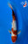 13.5" Gin Rin Goromo Koi #J72512(P4)