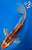 15" Shusui Butterfly Koi #J72511(P4)