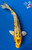 11" "Yellow Jacket" Doitsu Kin Matsuba Koi #J7256(X3)