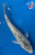 11" "Silver" Gin Rin Asagi Koi #J7254(X2)