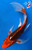10" Aka Matsuba Butterfly Koi #J7251(X2)