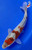 9" Goshiki Koi #K8423(P2)