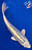 6.5" Doitsu Platinum Ogon Koi #J81821(J1)