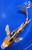 12" Yamato Nishiki Butterfly Koi #J8187(P5)