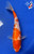 8" Gin Rin Kohaku Koi #J8206(X5)